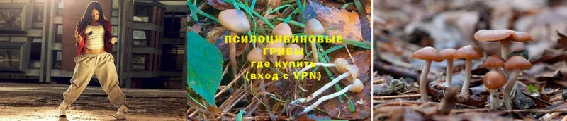 Галлюциногенные грибы Cubensis Боровск